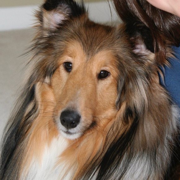 Meet your Posher, Robin - Picture 1 of 1